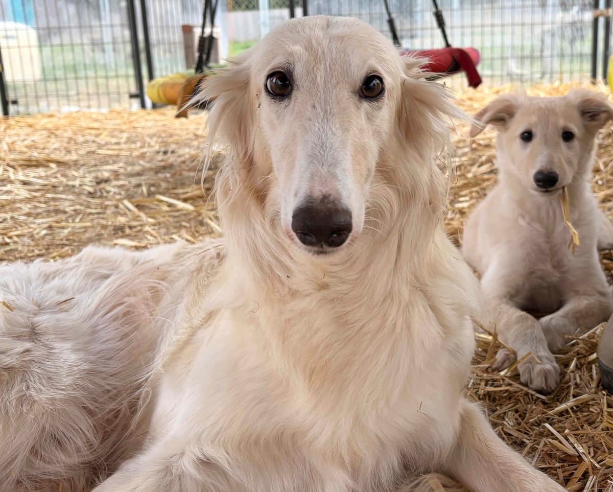 The 5 Best Pet Nail Clippers in 2026 (Tested & Reviewed)